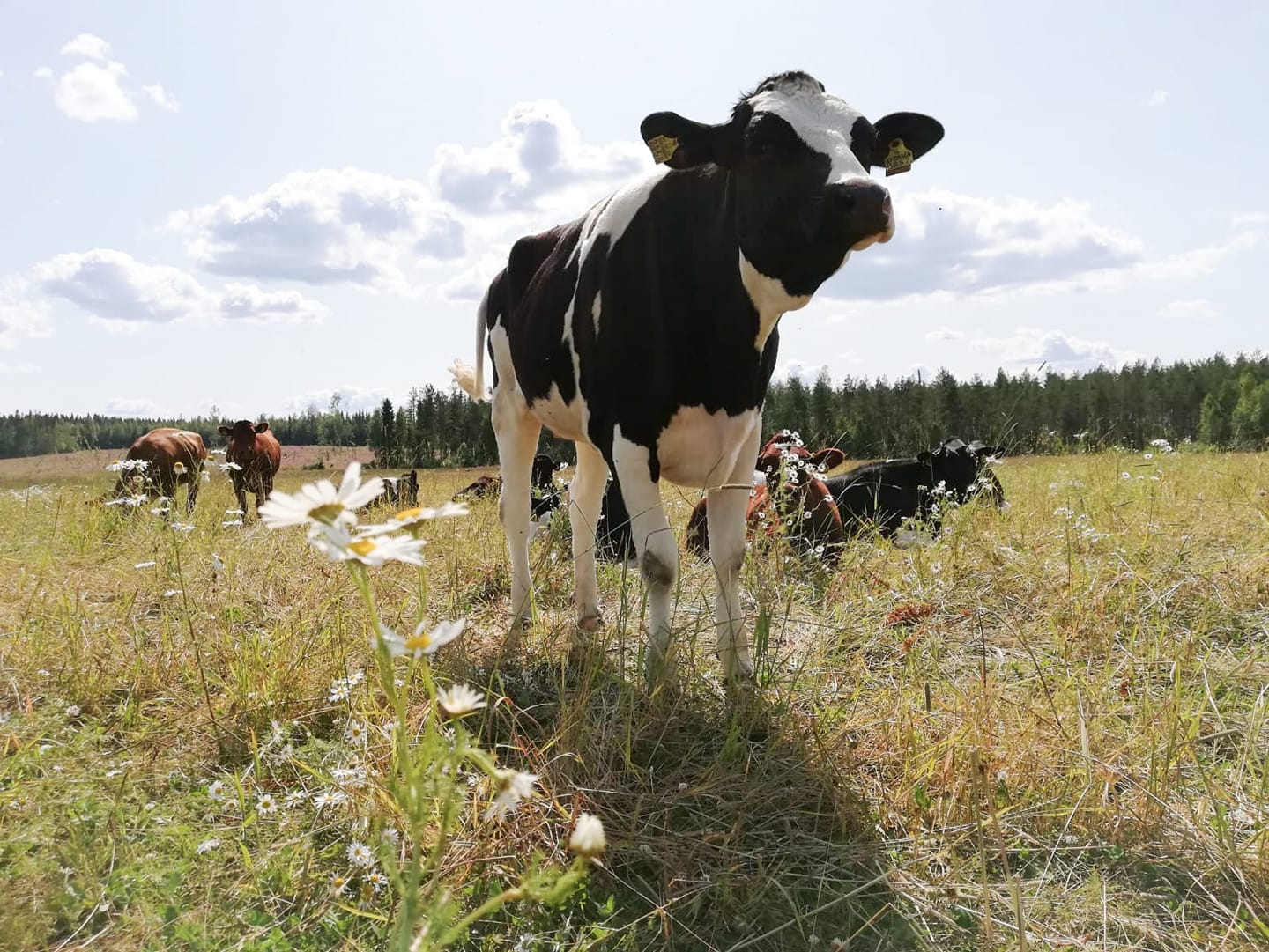 You are currently viewing Siskoni on karjakko ja minä olen vegaani