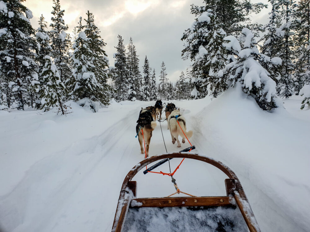 koiravaljakko Ylläs