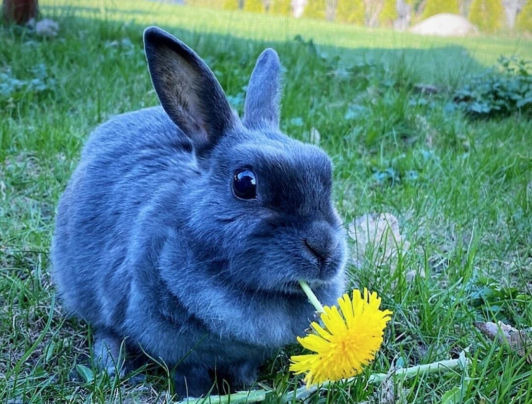 mikä lemmikiksi lapsille?