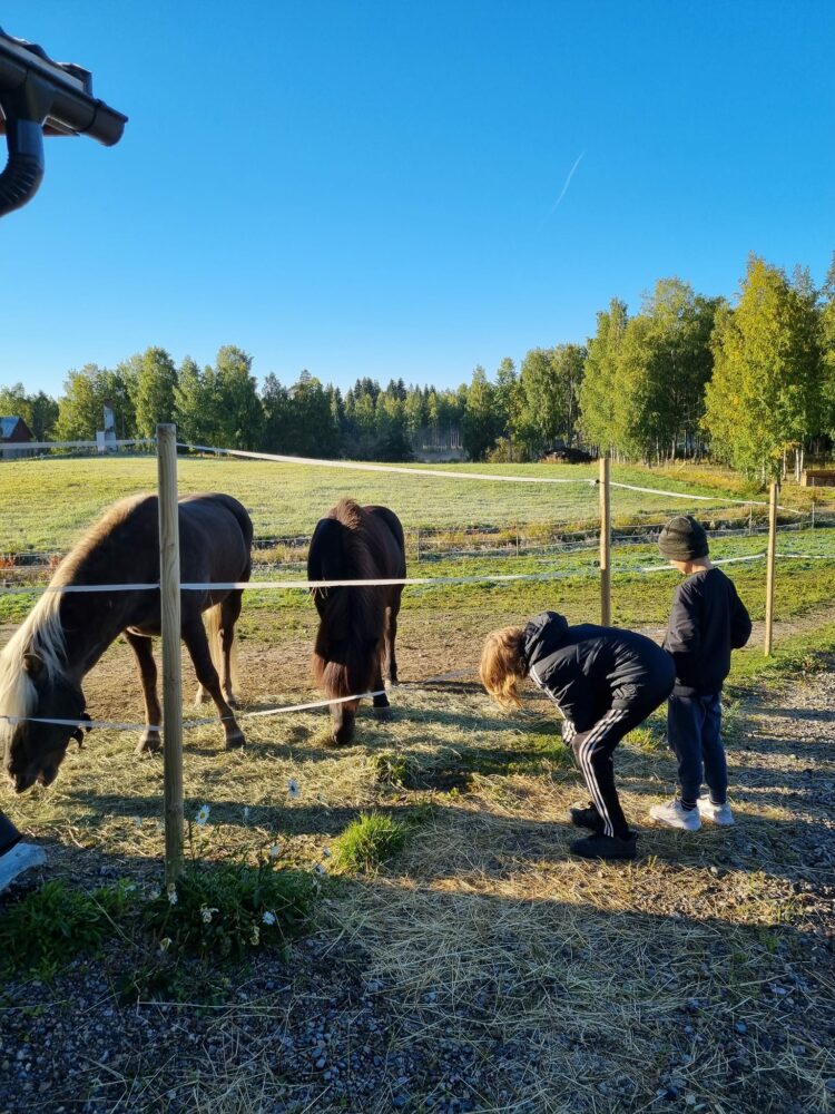 jyväskylä hevostalli