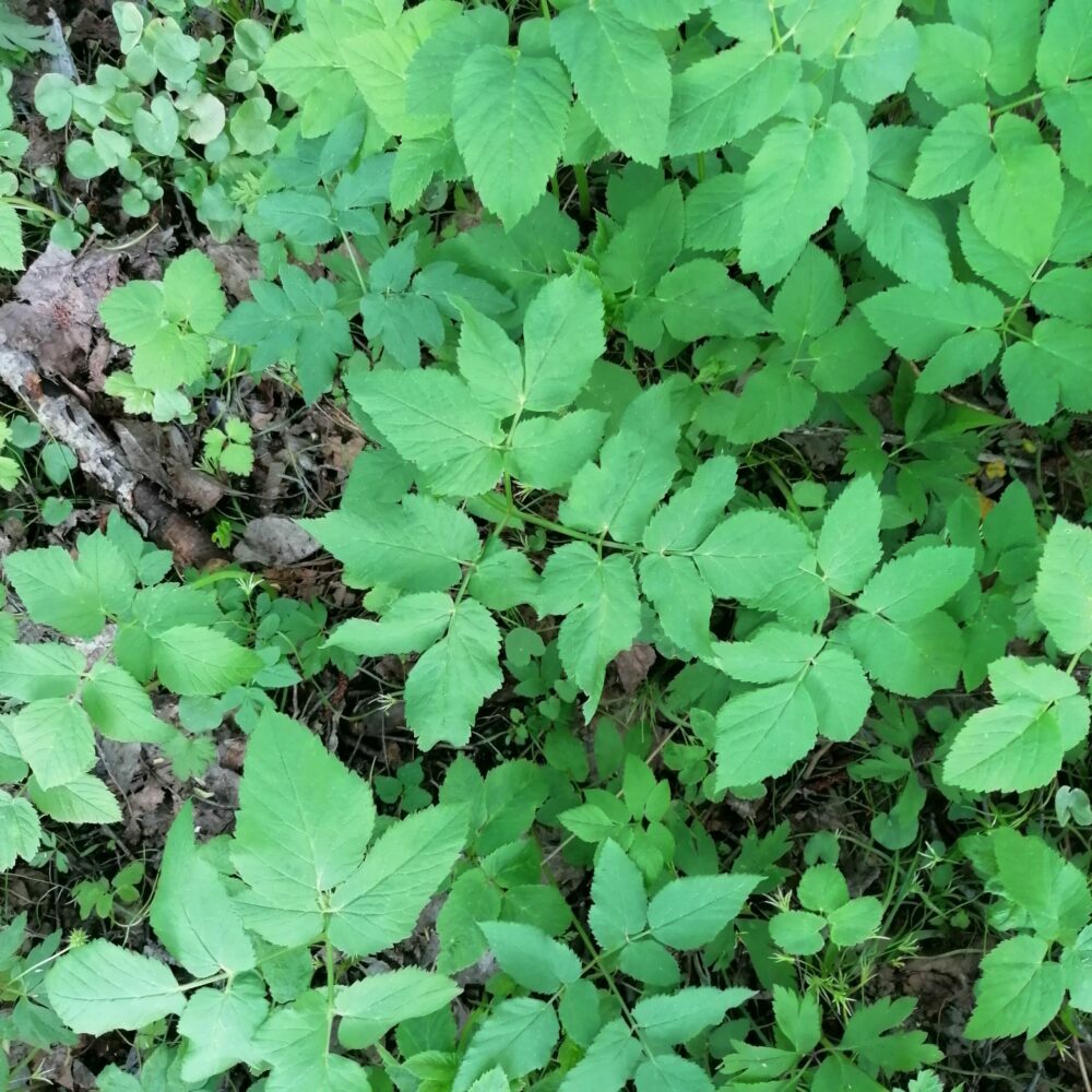 Näin voi käydä jos opettaa lapsen maistelemaan villivihanneksia