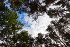 Read more about the article Voinko minä ryhtyä sijaisvanhemmaksi? Myytit kumoon